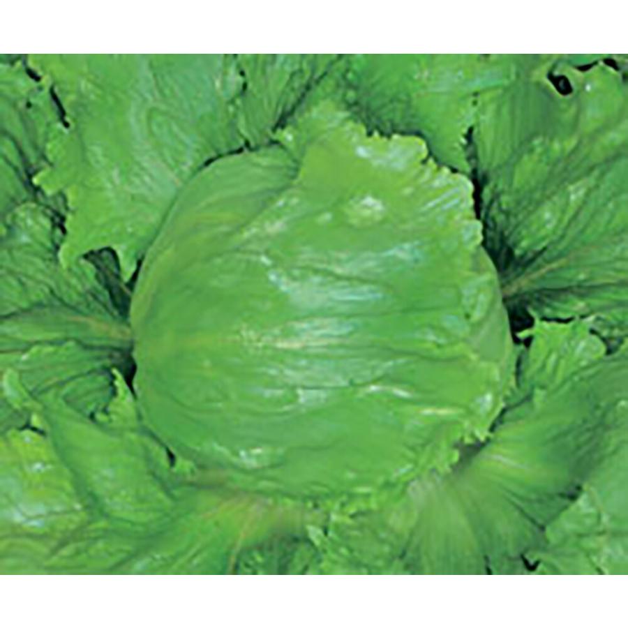 ステップ コート5000粒 レタス【丸種 種 たね タネ】【【通常5倍 5のつく日はポイント10倍】】 | 