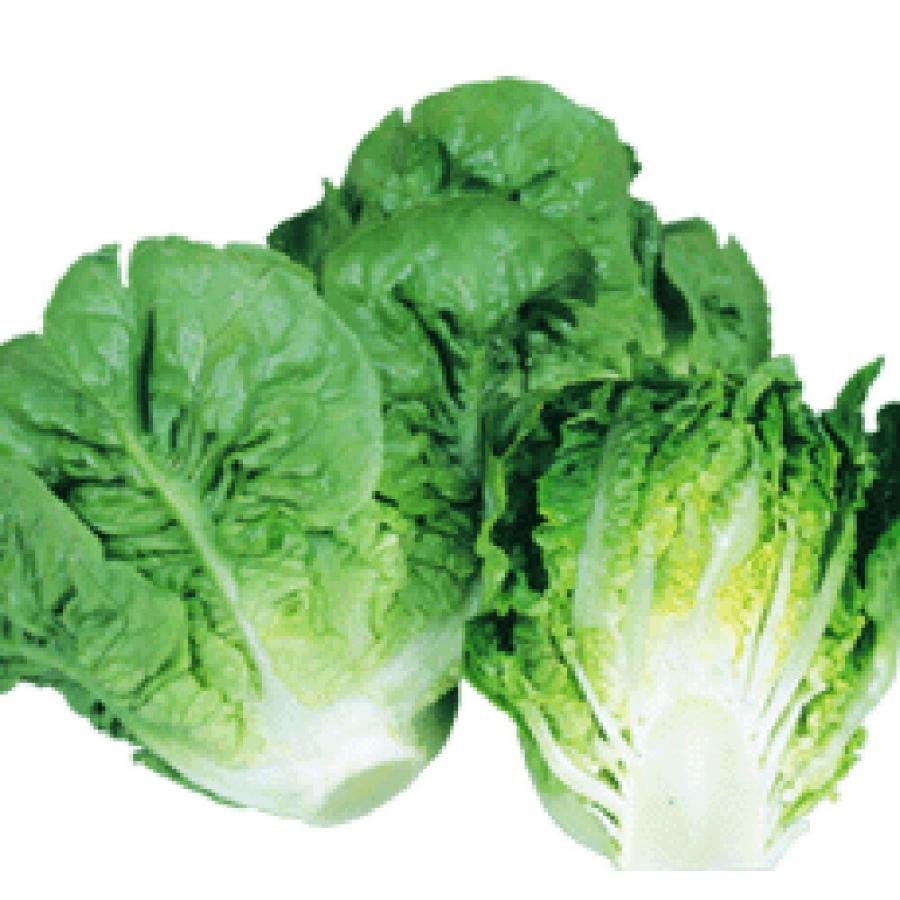 レネット コート1000粒 レタス【丸種 種 たね タネ】【【通常5倍 5のつく日はポイント10倍】】 | 