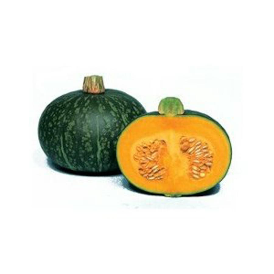 おふく南瓜 1dl 南瓜 カボチャ かぼちゃ【丸種 種 たね タネ】【【通常5倍 5のつく日はポイント10倍】】 | 