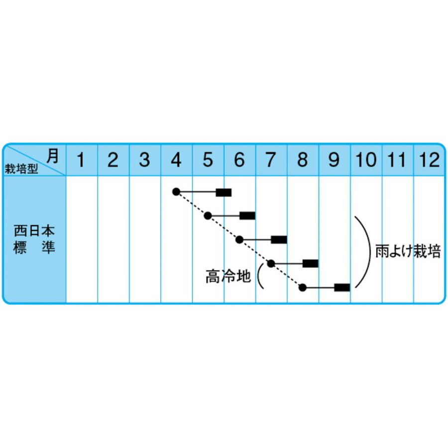 サマートップセブン M3万粒 ほうれん草 F1 アップシード種子 中原採種場 【中原採種場 種 たね タネ 】【通常5倍 5のつく日はポイント10倍】｜jvsds｜02