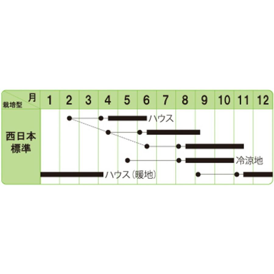 コリアンダー（晩抽系） 1l パクチー F1 中原採種場 【中原採種場 種