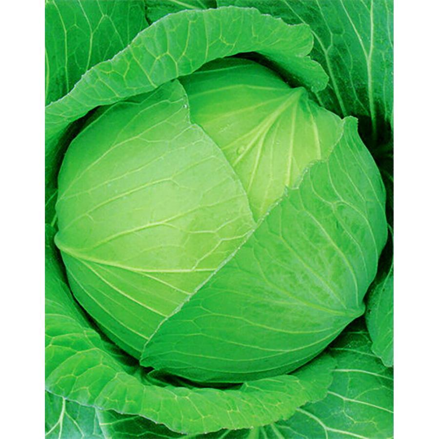 YCR金剛(こんごう) ペレット 5000粒 キャベツ ノウリン交配 【日本農林社 種 たね タネ 】【通常5倍 5のつく日はポイント10倍】 | 