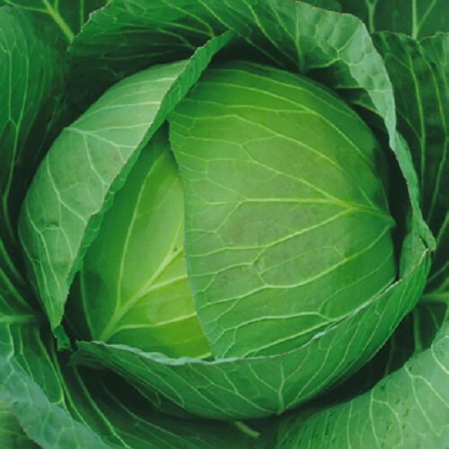 フルーツキャベツ(YCR) ペレット 5000粒 キャベツ ノウリン交配 【日本農林社 種 たね タネ 】【通常5倍 5のつく日はポイント10倍】 | 