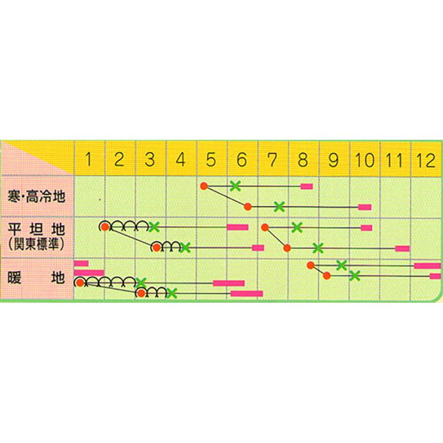 フルーツキャベツ(YCR) ペレット 5000粒 キャベツ ノウリン交配 【日本農林社 種 たね タネ 】【通常5倍 5のつく日はポイント10倍】 |  | 01