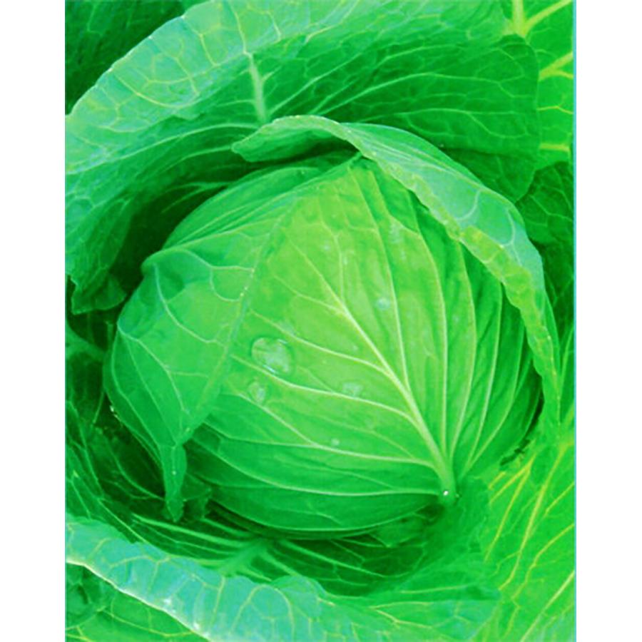 はま吉 ペレット 5000粒 キャベツ ノウリン交配 【日本農林社 種 たね タネ 】【通常5倍 5のつく日はポイント10倍】 | 