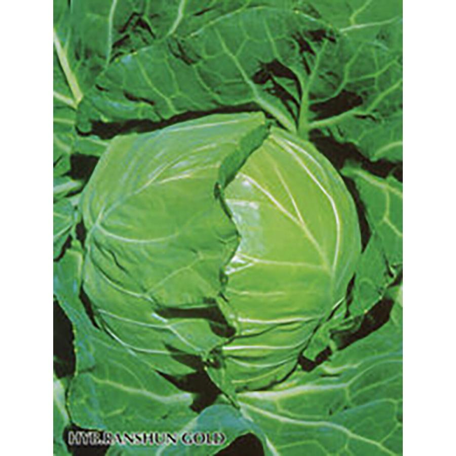藍春ゴールド ペレット 5000粒 キャベツ ノウリン交配 【日本農林社 種 たね タネ 】【通常5倍 5のつく日はポイント10倍】 | 