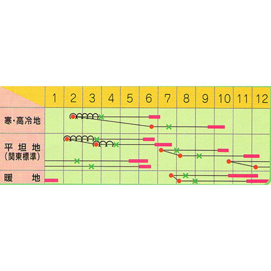 藍春ゴールド ペレット 5000粒 キャベツ ノウリン交配 【日本農林社 種 たね タネ 】【通常5倍 5のつく日はポイント10倍】 |  | 01