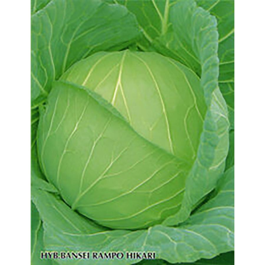 晩生藍宝ひかり ペレット 5000粒 キャベツ ノウリン交配 【日本農林社 種 たね タネ 】【通常5倍 5のつく日はポイント10倍】 | 