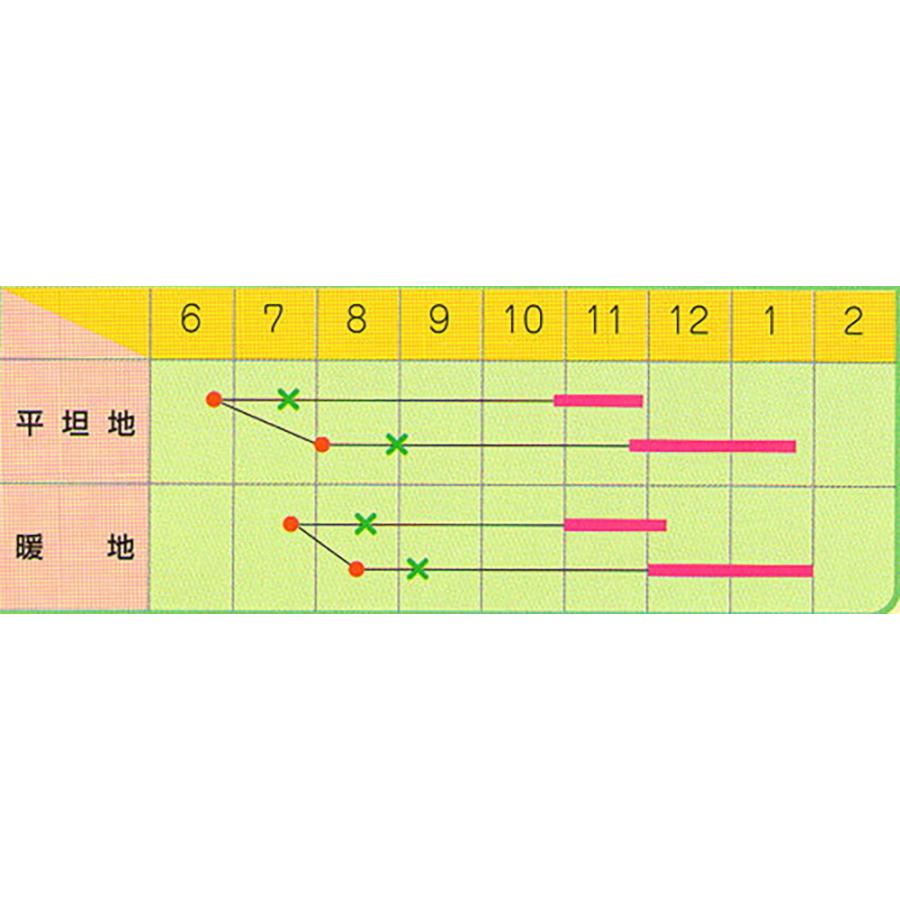 正規品 晩生藍宝ひかり ペレット 5000粒 キャベツ ノウリン交配 【日本農林社 種 たね タネ 】【通常5倍 5のつく日はポイント10倍】 【1856700523】(9674円)