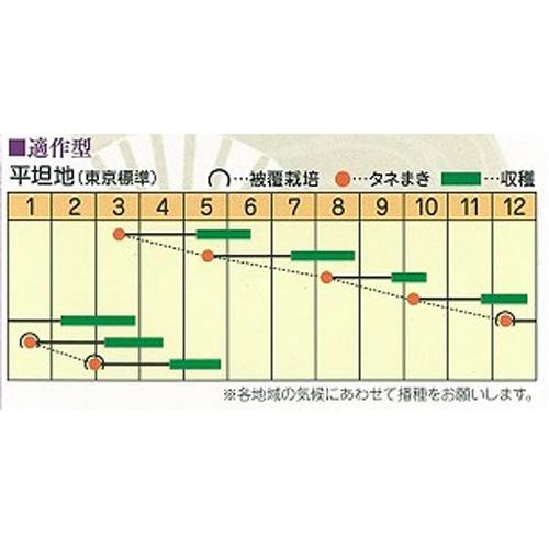 江戸川育成 ごせき晩生小松菜 キダネ 1dl 小松菜 コマツナ こまつな【日本農林社 種 たね タネ 】【通常5倍 5のつく日はポイント10倍】 |  | 01