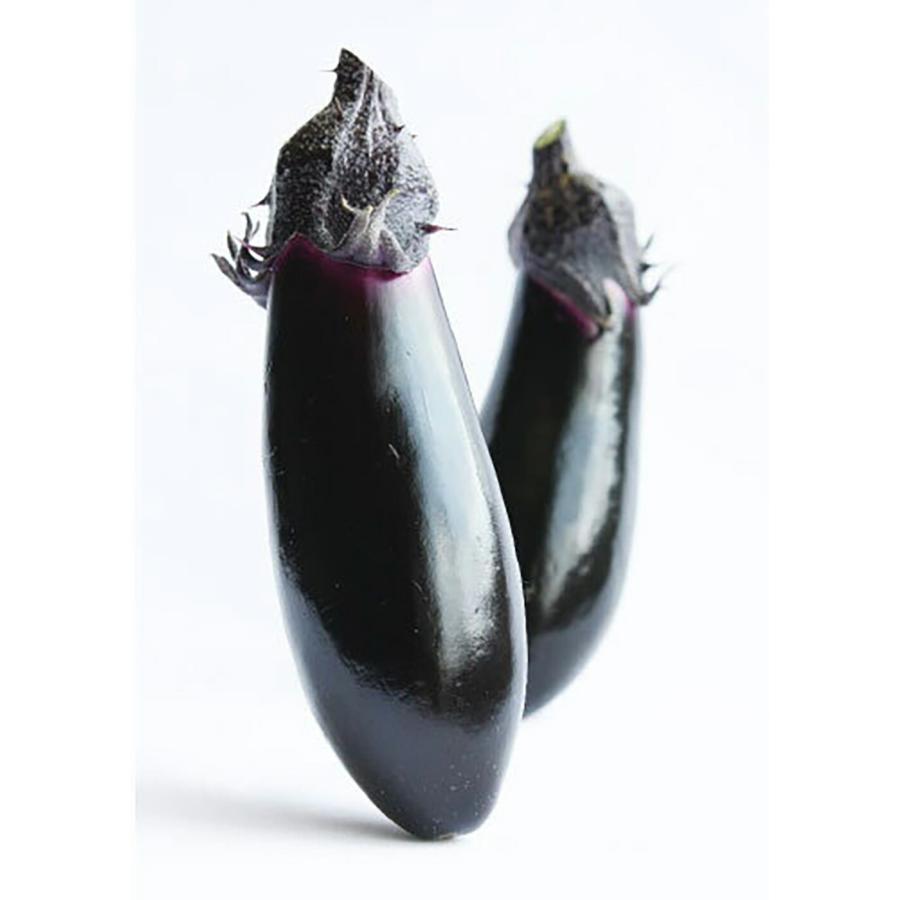 野茶研育成 あのみのり2号 PVP キダネ 1000粒 ナス なす 茄子【日本農林社 種 たね タネ 】【通常5倍 5のつく日はポイント10倍】 | 