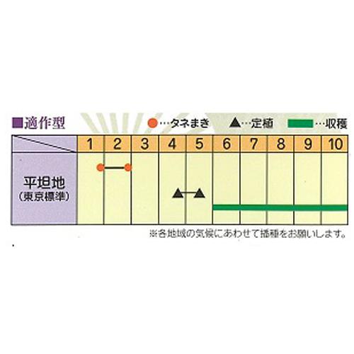 江戸野菜コレクション 寺島 キダネ 100粒 ナス なす 茄子【日本農林社 種 たね タネ 】【通常5倍 5のつく日はポイント10倍】◎ |  | 01