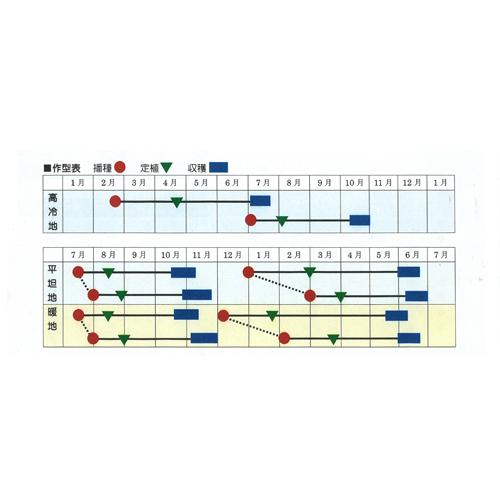 天陽(C-121) 2500粒 キダネFC キャベツ ノウリン交配 【日本農林社 種 たね タネ 】【通常5倍 5のつく日はポイント10倍】の画像