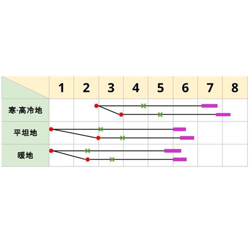 翔陽 2500粒 キャベツ ノウリン交配 【日本農林社 種 たね タネ 】【通常5倍 5のつく日はポイント10倍】 |  | 01