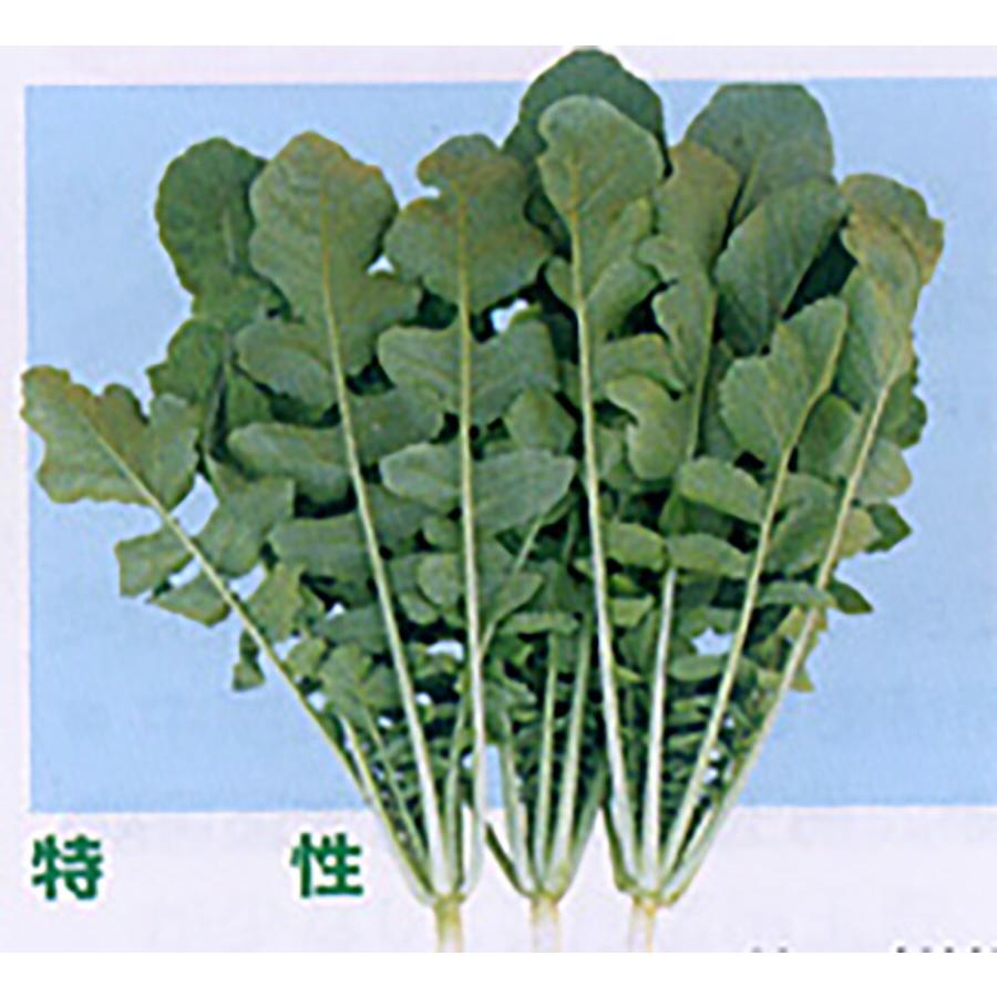 葉大根 きれあじ 1L 大根 ダイコン だいこん【ナント 種 たね タネ】【通常5倍 5のつく日はポイント10倍】 | 