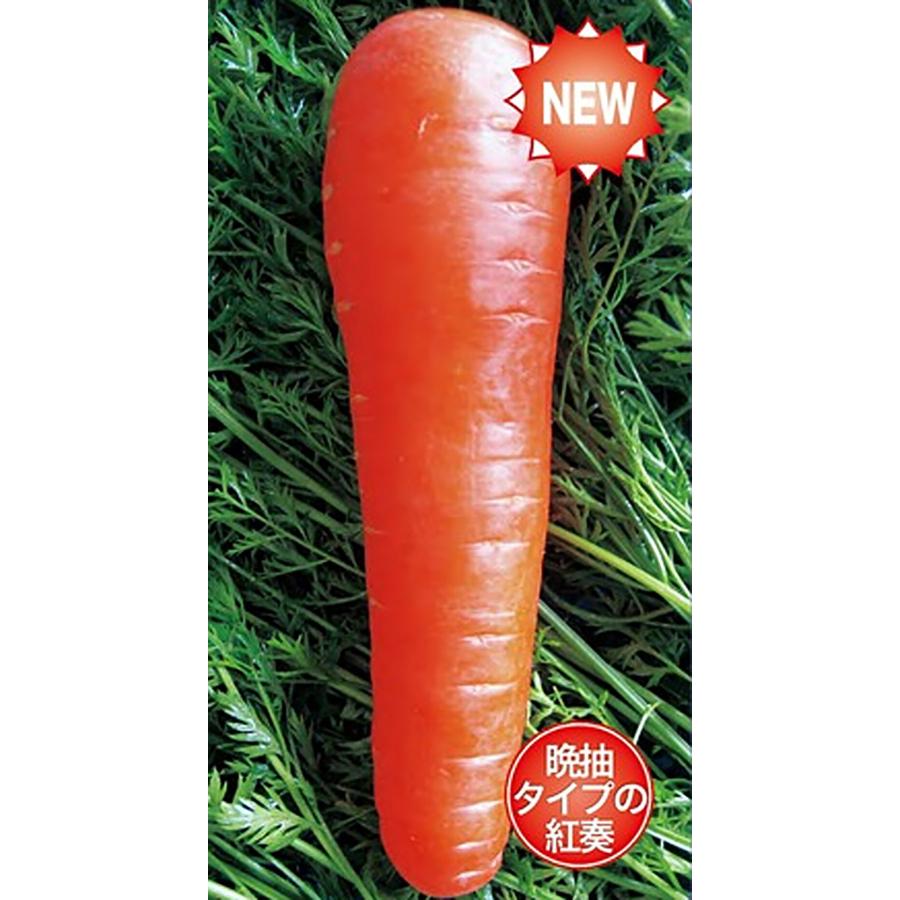晩抽紅奏 コート 1万粒 ニンジン にんじん 人参【ナント 種 たね タネ】【通常5倍 5のつく日はポイント10倍】 | 
