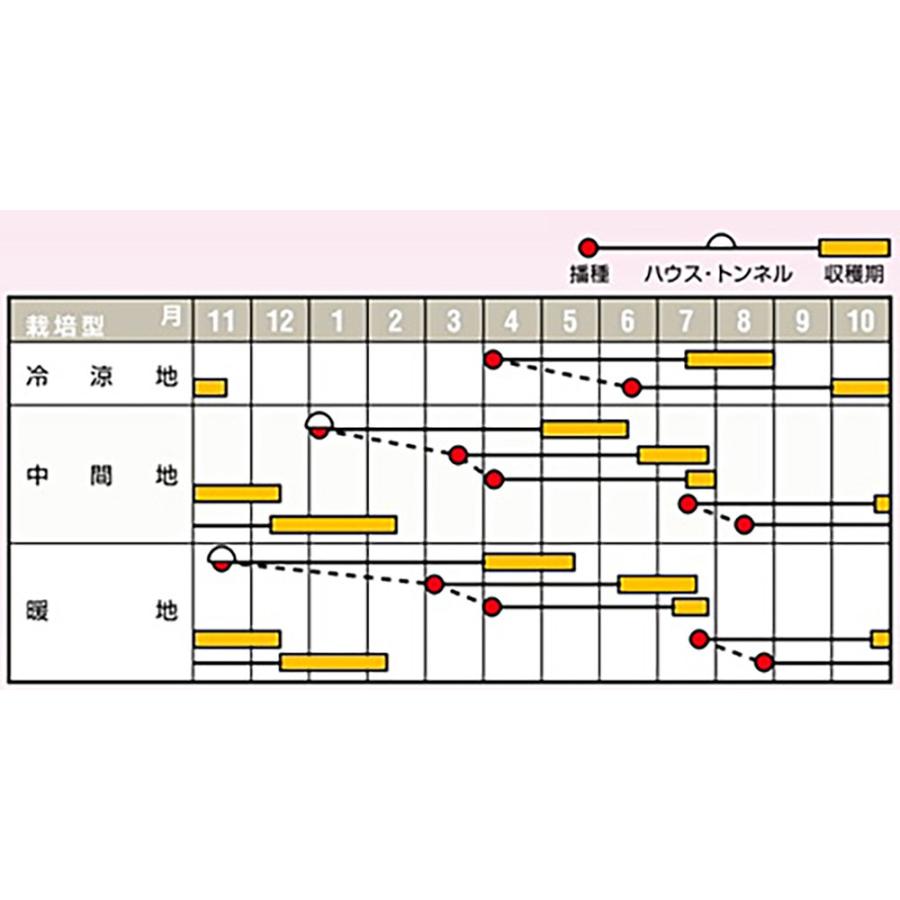 晩抽紅奏 コート 1万粒 ニンジン にんじん 人参【ナント 種 たね タネ】【通常5倍 5のつく日はポイント10倍】 |  | 01