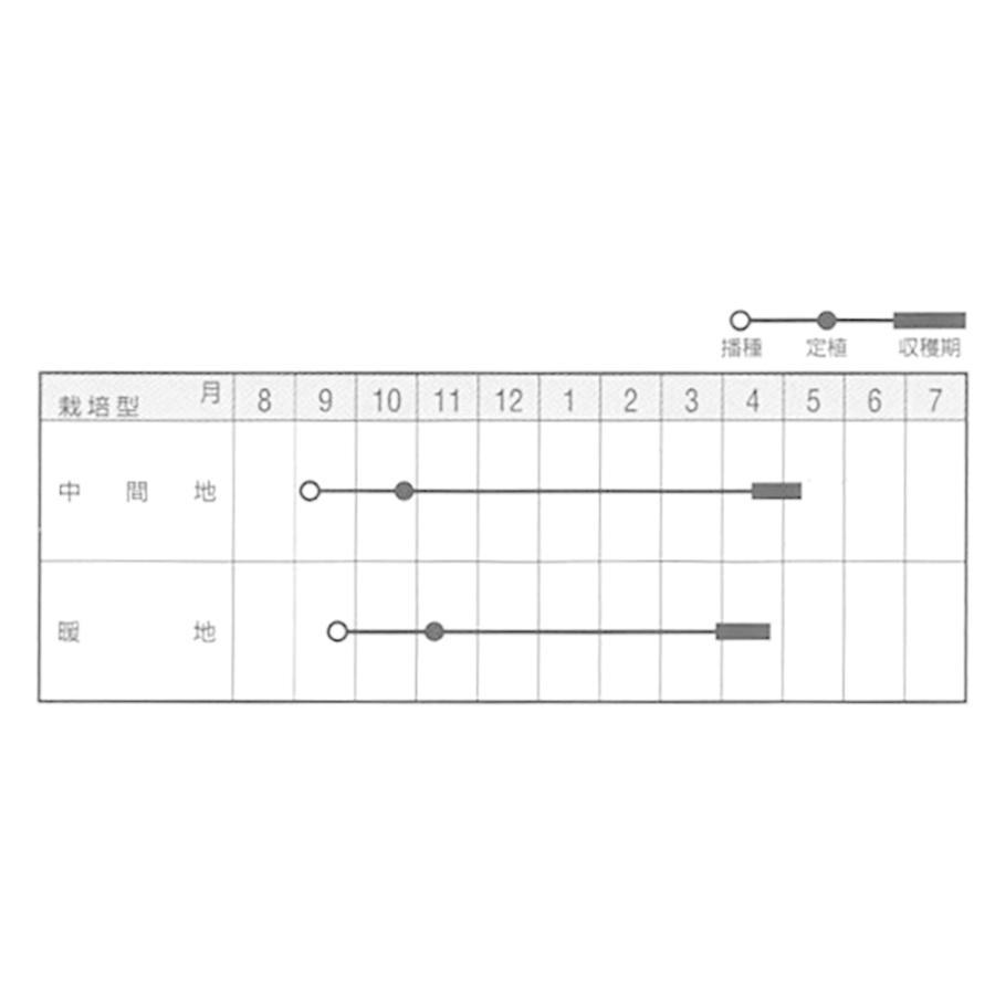 ジェットボール(極早生) 2dl 玉ねぎ たまねぎ 玉葱 タマネギ【ナント 種 たね タネ】【通常5倍 5のつく日はポイント10倍】 |  | 01