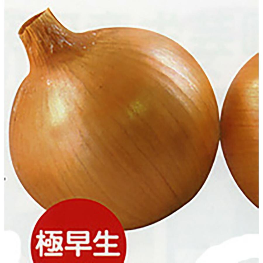 ジェットボール 極早生 20ml 玉ねぎ たまねぎ 玉葱 タマネギ 【受賞店舗】 ナント種苗 タマネギ ノンクーラー 5ml