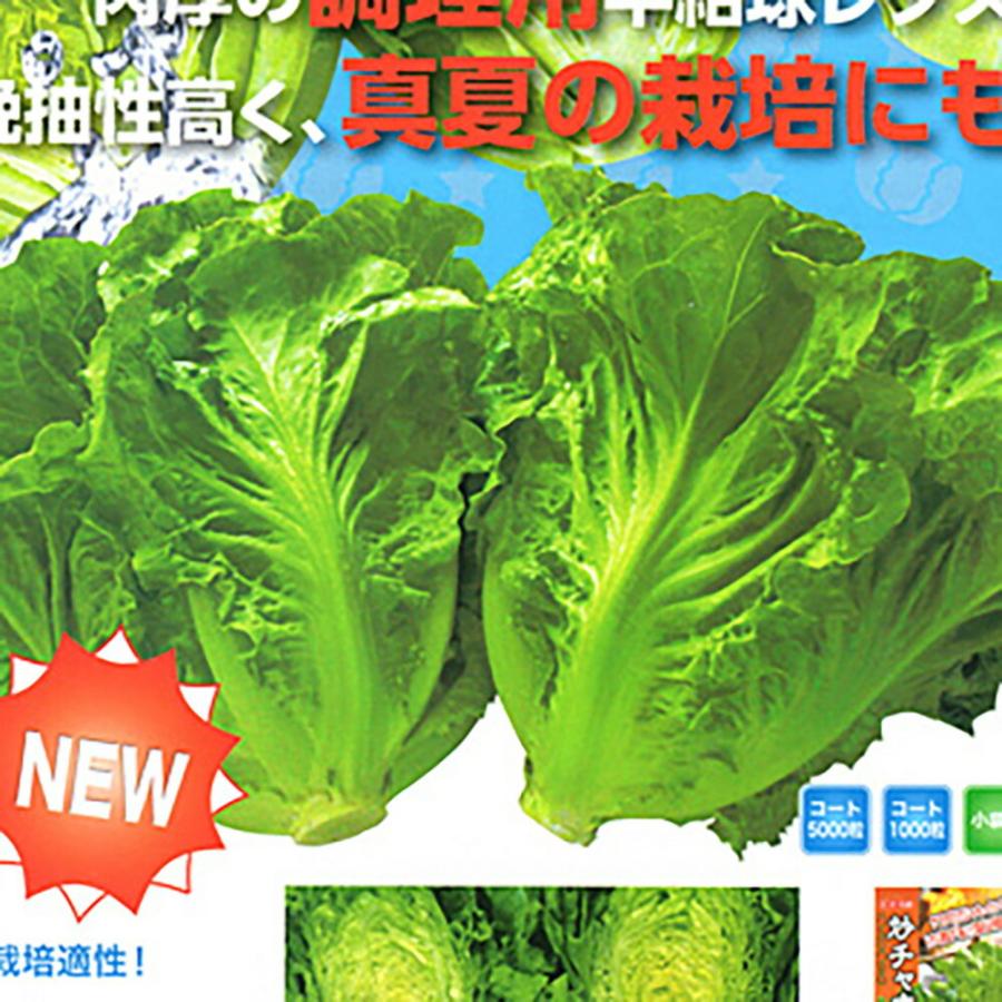 炒チャオ(ちゃおちゃお) コート 5千粒 レタス【ナント 種 たね タネ】【通常5倍 5のつく日はポイント10倍】 | 