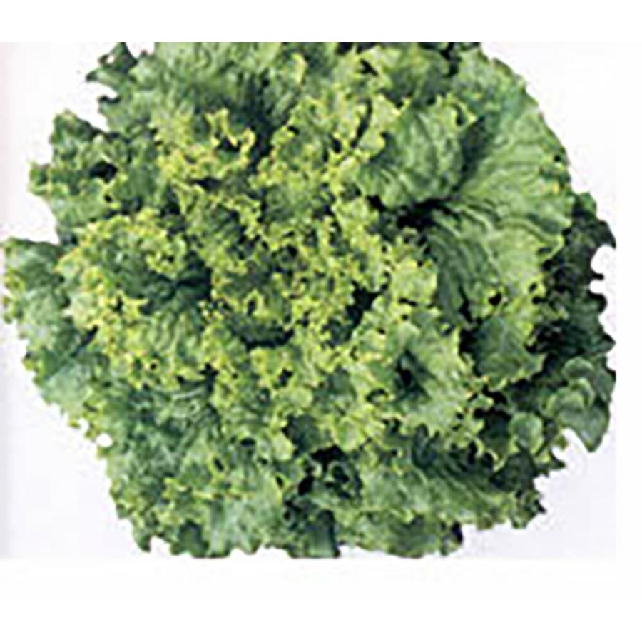 レークグリーン 20ml レタス【ナント 種 たね タネ】【通常5倍 5のつく日はポイント10倍】 | 