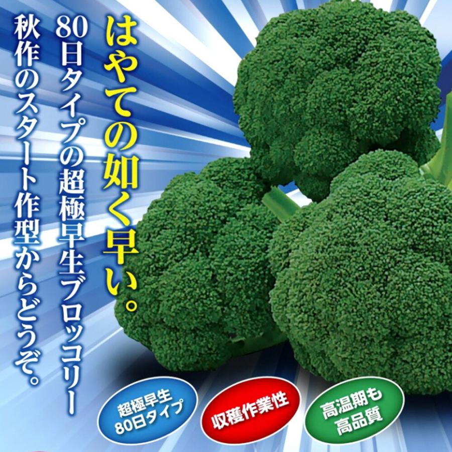 夢はやて コート 5千粒 ブロッコリー【ナント 種 たね タネ】【通常ポイント7倍5の付く日は10倍】 :nt0081:全国種苗出荷センター - 通販 - Yahoo!ショッピング 夢はやて コート 5千粒 ブロッコリー【ナント 種 たね タネ】【通常ポイント7倍5の付く日は10倍】 :nt0081:全国種苗出荷センター - 通販 - Yahoo!ショッピング