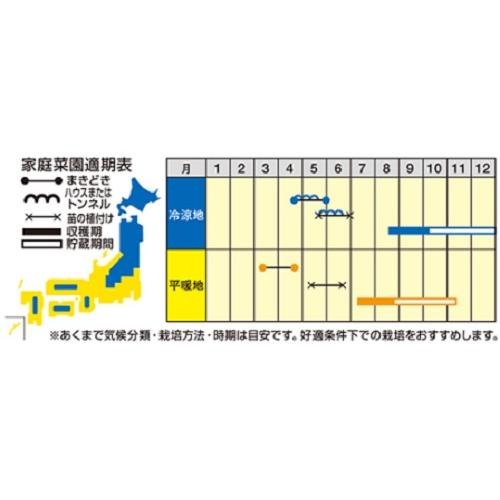 すずなりバタ子さん 100粒 南瓜 カボチャ かぼちゃ 【ナント 種 たね タネ 】【通常5倍 5のつく日はポイント10倍】 |  | 01