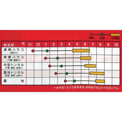 ピノダディ 100粒 スイカ すいか 西瓜 【ナント 種 たね タネ 】【通常