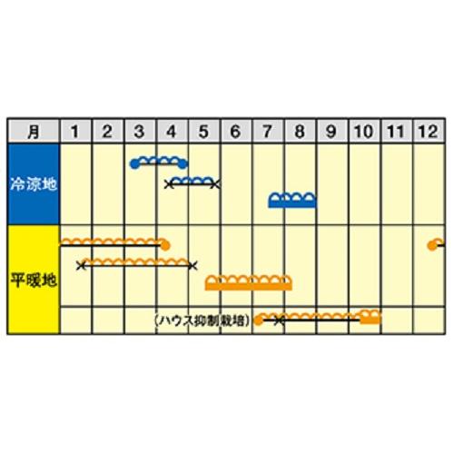 クラリス 100粒 めろん メロン 舐瓜 【ナント 種 たね タネ 】【通常5倍 5のつく日はポイント10倍】 |  | 01