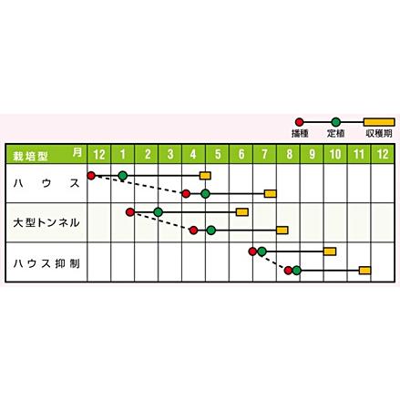 緑肉　フェリーチェ 100粒 めろん メロン 舐瓜 【ナント 種 たね タネ 】【通常5倍 5のつく日はポイント10倍】 |  | 01