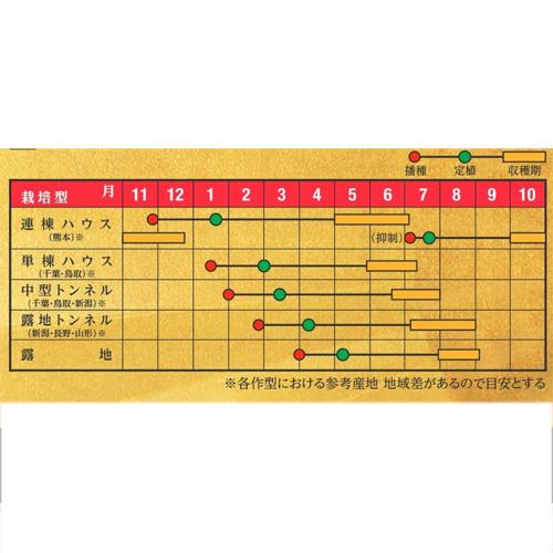 金色羅皇 100粒 スイカ すいか 西瓜 【ナント 種 たね タネ 】【通常5