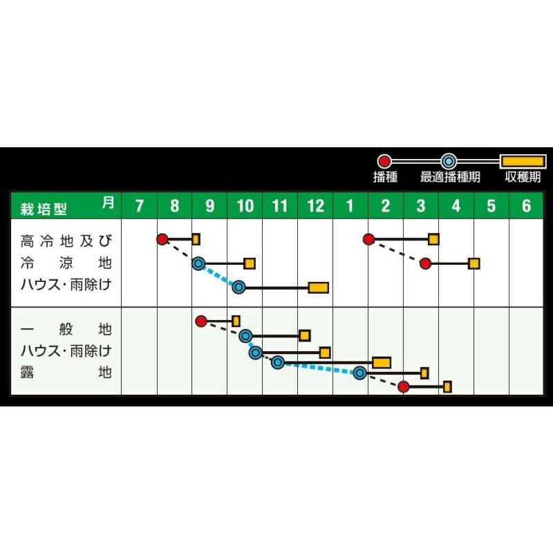 秋冬の巨人 PRM3万粒 ほうれん草 法蓮草 ホウレンソウ ほうれんそう 【ナント 種 たね タネ 】【通常5倍 5のつく日はポイント10倍】 |  | 01