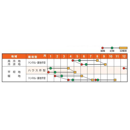 グラン・モンブラン 500粒 南瓜 カボチャ かぼちゃ 【ナント 種 たね タネ 】【通常5倍 5のつく日はポイント10倍】 |  | 01
