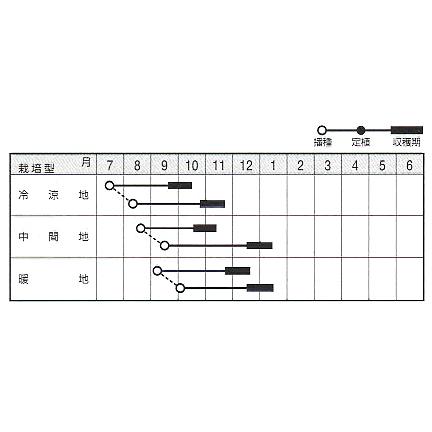 CR金鯱75 20ml 白菜 ハクサイ はくさい【ナント 種 たね タネ】【通常5倍 5のつく日はポイント10倍】 |  | 01