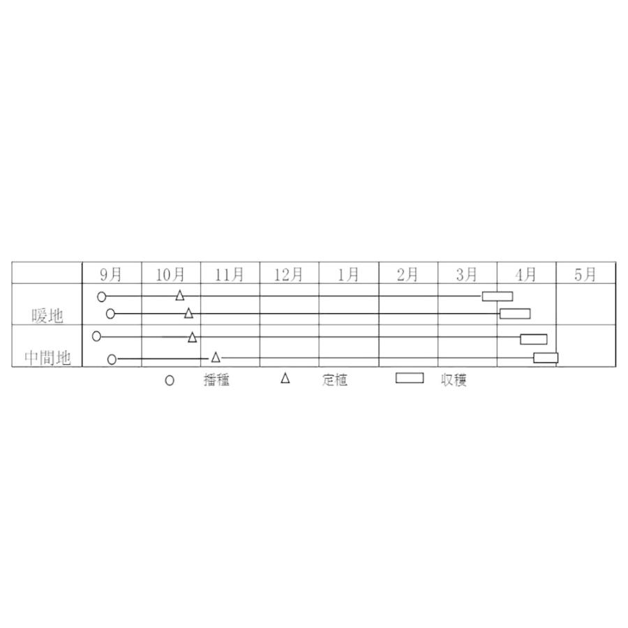 スプリングスター 100g 超極早生品種 玉ねぎ たまねぎ 玉葱 タマネギ 高田育成 高田種苗 種 たね タネ 通常ポイント7倍5の付く日は10倍|jvsds|02