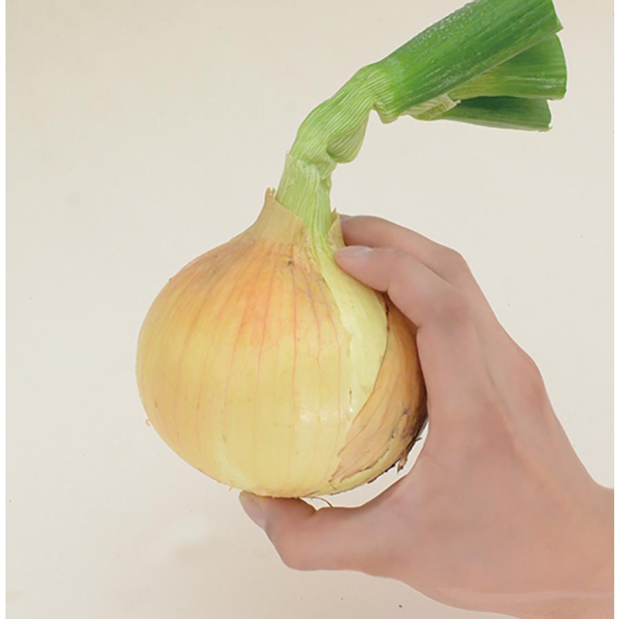 スプリングムーン 100g 高田育成 玉ねぎ たまねぎ 玉葱 タマネギ 超極早生品種【高田種苗 種 たね タネ 】【【通常5倍 5のつく日はポイント10倍】】