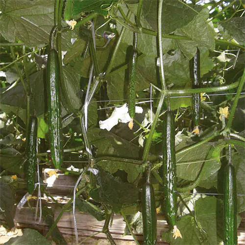 なつぞら 350粒 胡瓜 キュウリ きゅうり【シード 種 たね タネ 】【通常5倍 5のつく日はポイント10倍】 | 