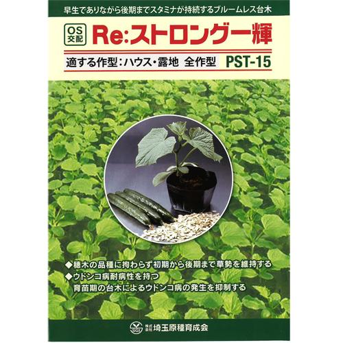 Re:ストロング一輝 350粒 台木 【シード 種 たね タネ 】【通常5倍 5のつく日はポイント10倍】 | 