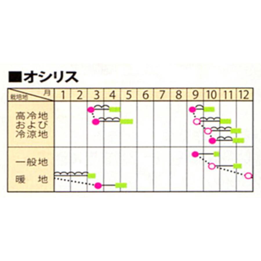 PRIMAX オシリス 法蓮草 L2万粒 ほうれん草 法蓮草 ホウレンソウ ほうれんそう【サカタ 種 たね タネ】【通常5倍 5のつく日はポイント10倍】｜jvsds｜02