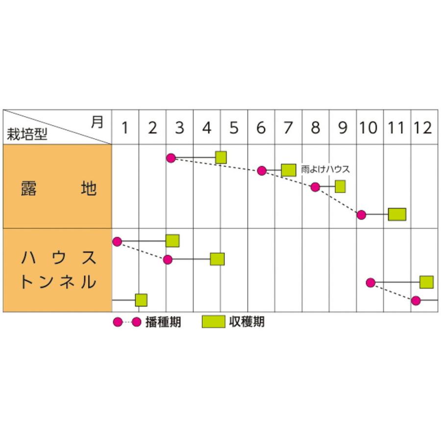 極早生水天 水菜 (SC3-306) 2dl ミズナ みずな【サカタ 種 たね タネ
