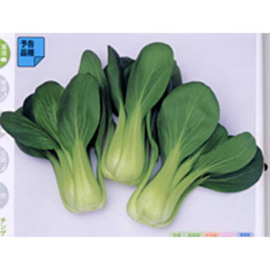 艶帝 チンゲンサイ 20ml 青梗菜 チンゲン菜 チンゲンサイ ちんげんさい【サカタ 種 たね タネ】【通常5倍 5のつく日はポイント10倍】 | 