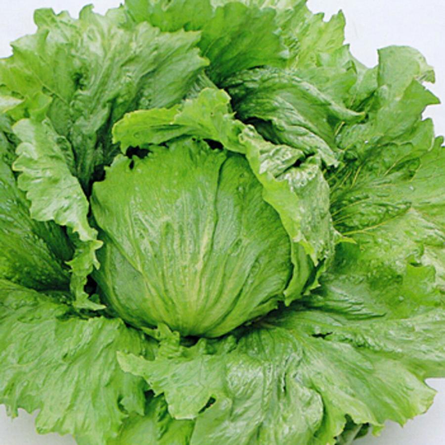 ペレット フリフリッカー レタス PVP ペレット5千粒 レタス【サカタ 種 たね タネ】【通常5倍 5のつく日はポイント10倍】 | 