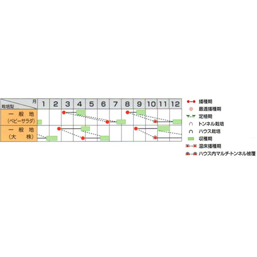 ガーデンレタス ミックス 20ml レタス【サカタ 種 たね タネ】【通常5倍 5のつく日はポイント10倍】 |  | 01