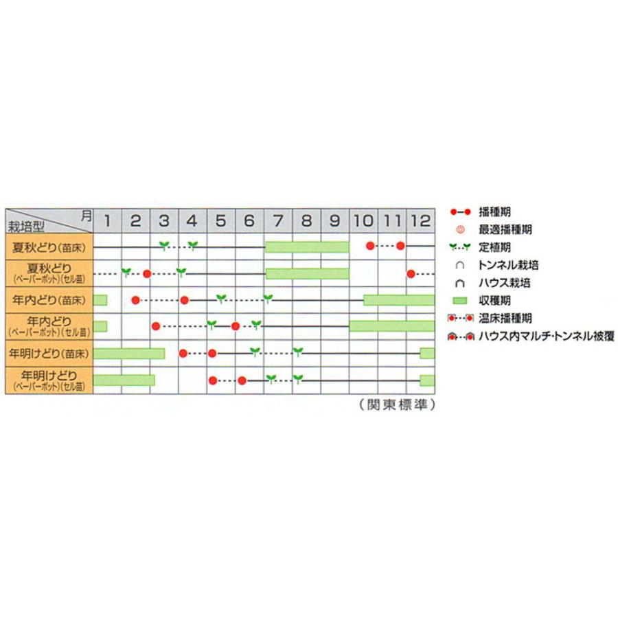 夏扇パワー葱 ペレット6千粒 葱 ネギ ねぎ【サカタ 種 たね タネ】【通常5倍 5のつく日はポイント10倍】 |  | 01