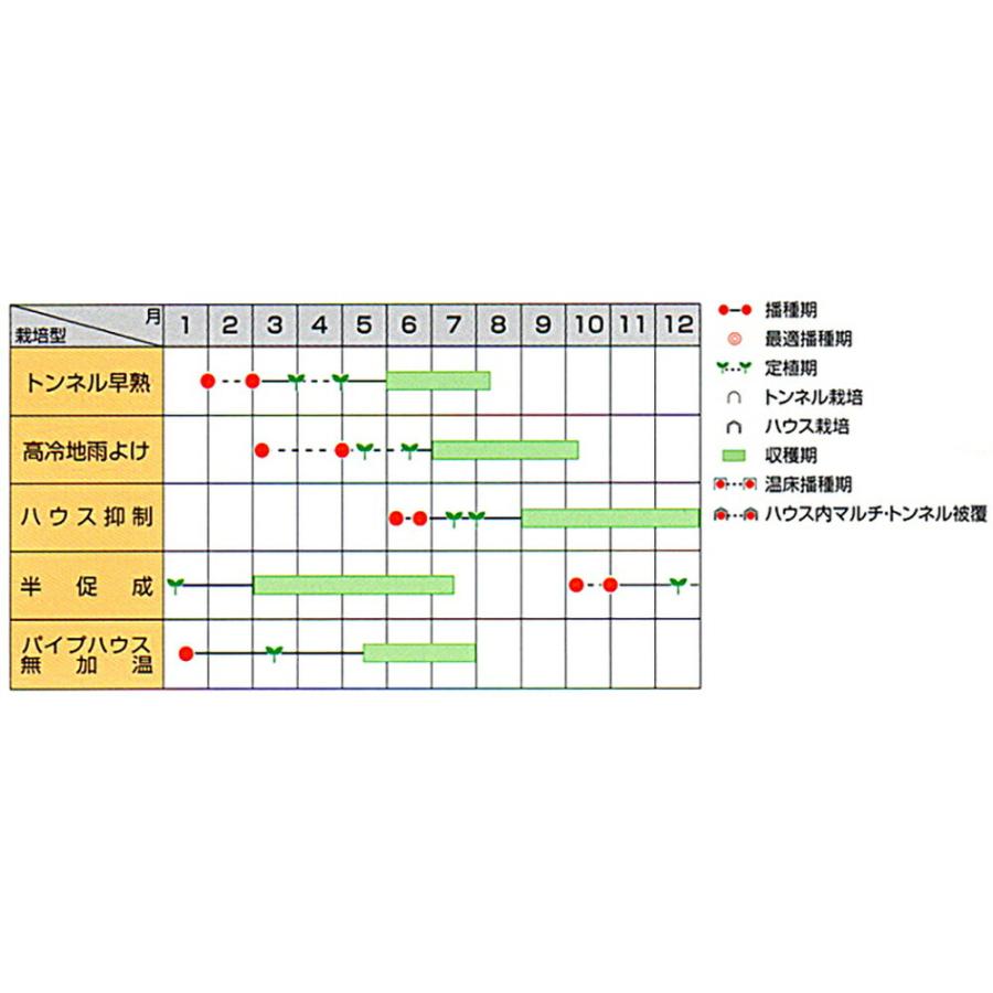サンロードトマト 20ml トマト とまと 蕃茄【サカタ 種 たね タネ】【通常5倍 5のつく日はポイント10倍】_1
