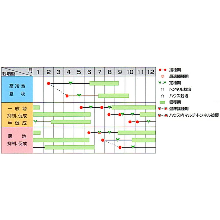 PRIMAXシンディースイート中玉トマト PRIMAX1000粒 トマト とまと 蕃茄【サカタ 種 たね タネ】【通常5倍 5のつく日はポイント10倍】 |  | 01