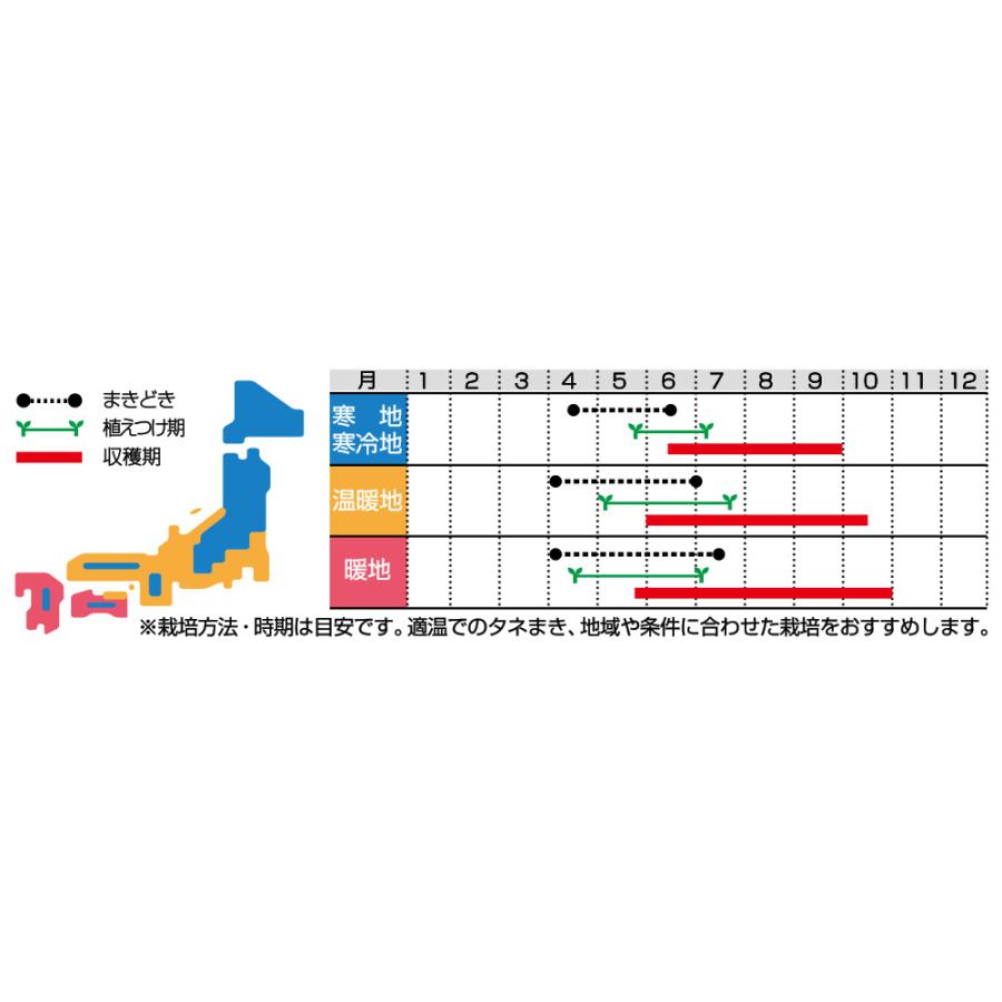 黒さんご胡瓜 20ml 胡瓜 キュウリ きゅうり黒さんご胡瓜 20ml【通常5倍 5のつく日はポイント10倍】 |  | 01
