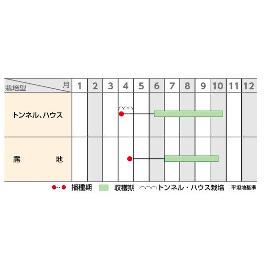 ずーっとみどり 1000粒  オクラ おくら 【サカタ 種 たね タネ】【通常5倍 5のつく日はポイント10倍】 |  | 01