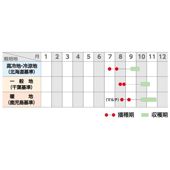 夏相撲 ペレット5000粒 大根 ダイコン だいこん【サカタ 種 たね タネ】【通常5倍 5のつく日はポイント10倍】_1