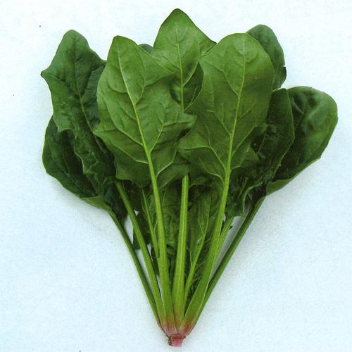 ピンドン PRIMAX M3万粒　ほうれん草 法蓮草 ホウレンソウ ほうれんそう【サカタ 種 たね タネ】【通常5倍 5のつく日はポイント10倍】 | 